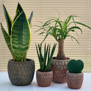 May include: Four potted plants in different sizes and styles. The largest plant has long, green and yellow striped leaves. The second largest plant has long, green leaves. The third plant has short, green leaves. The smallest plant has heart-shaped, green leaves.