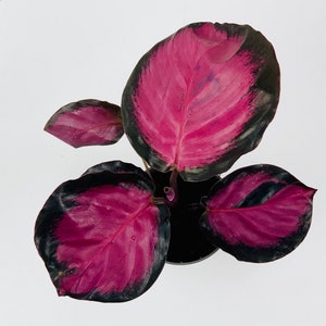 Calathea Rosea Rosey - Mini Indoor House Plant - 6cm pot