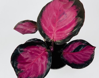 Calathea Rosea Rosey - Mini Indoor House Plant - 6cm pot