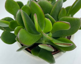Crassula Ovata - Jade Money Plant - Feng Shui good luck, wealth, friendship houseplant gift