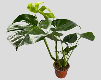 Monstera Deliciosa - Swiss Cheese House Plant - Optional Ceramic Planter -  Etsy
