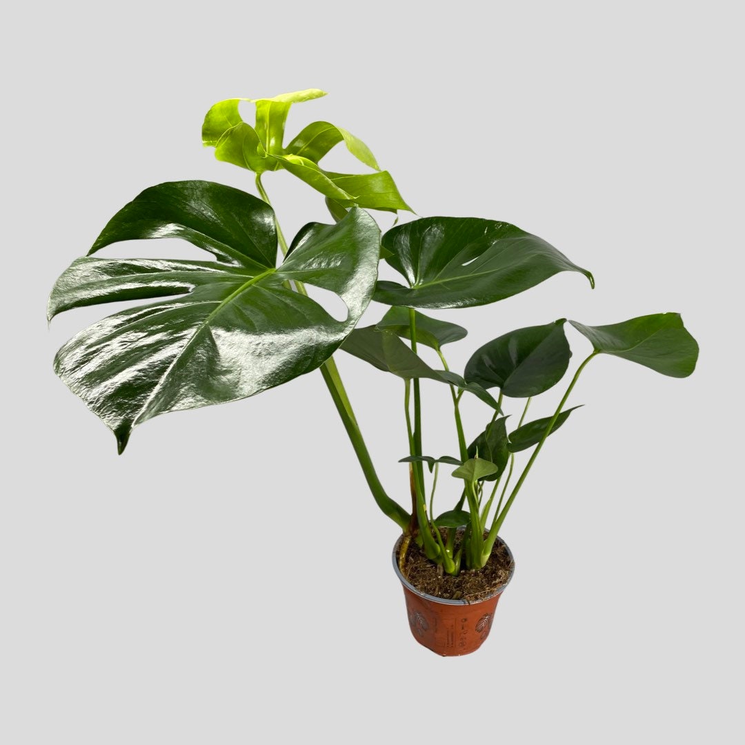 Monstera Deliciosa Swiss Cheese House Plant Optional Etsy UK