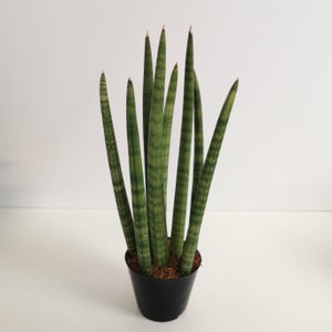 May include: A potted snake plant with multiple long, green leaves with dark green stripes. The plant is in a black plastic pot.