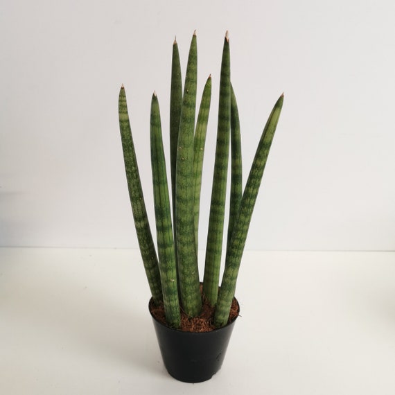 Buy Rocket Mother in Laws Tongue (sansevieria Cylindrica Rocket) Houseplant  Online in India - Etsy