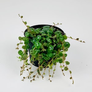 May include: A String of Turtles plant in a black pot. The plant has small, round, green leaves with darker green patterns, trailing from the pot. The plant is set against a plain white background.