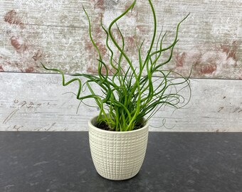 Juncus effusus spiralis - Super Curl Corkscrew Rush houseplant