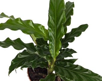 Calathea Rufibarba Bluegrass Houseplant aka Velvet Calathea 7cm pot