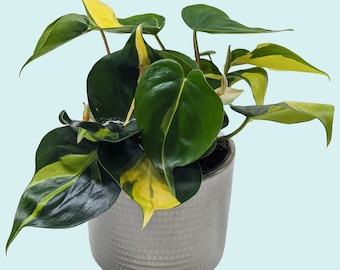 Brasil Plant and Planter Set - Mothers Day Gifting - Philodendron Brasil & Embossed Planter - Indoor plant gift