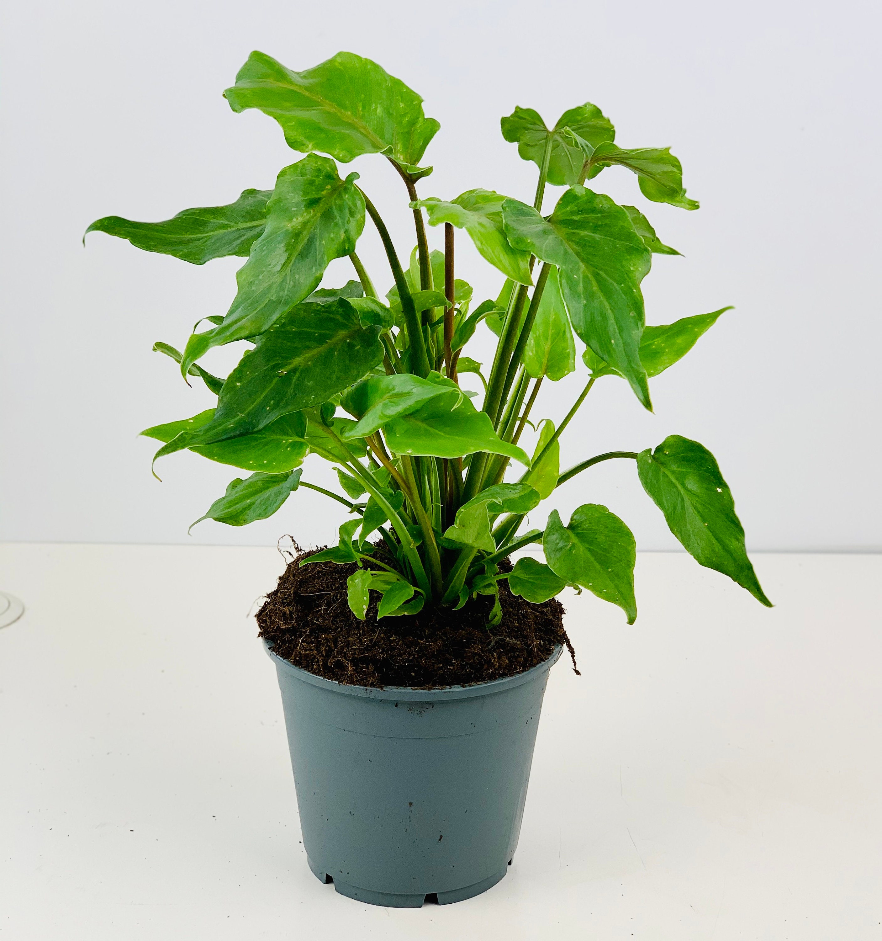 philodendron xanadu care uk