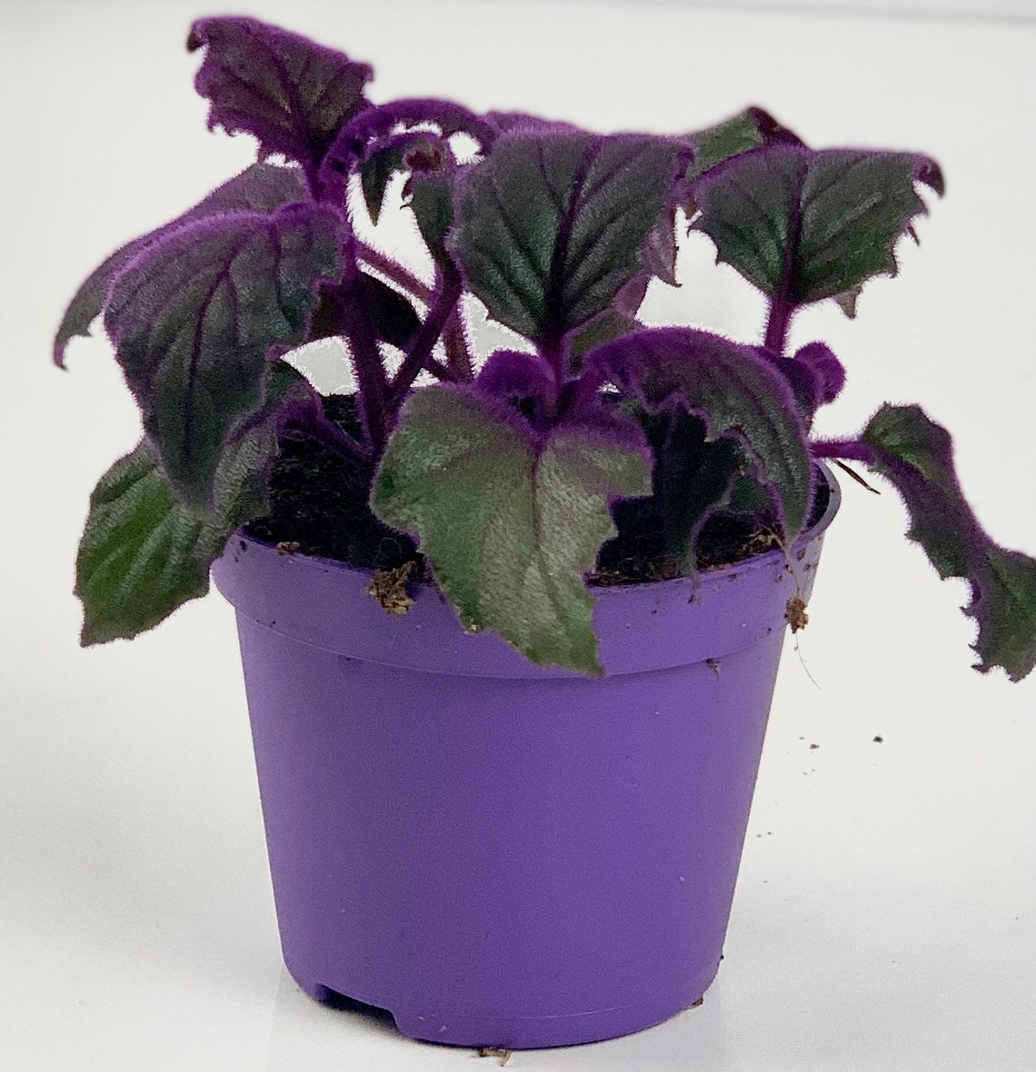 Gynura Aurantiaca Purple Velvet Purple Passion House Plant - Etsy UK