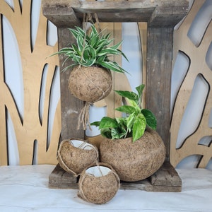 May include: Four brown coconut fibre hanging planters with green plants. Two of the planters are hanging from a wooden shelf, and two are sitting on the shelf.