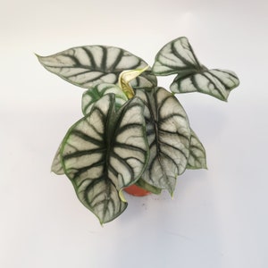 Alocasia Silver Dragon Scale House Plant, 3 sizes - UK Stock Indoor Plant
