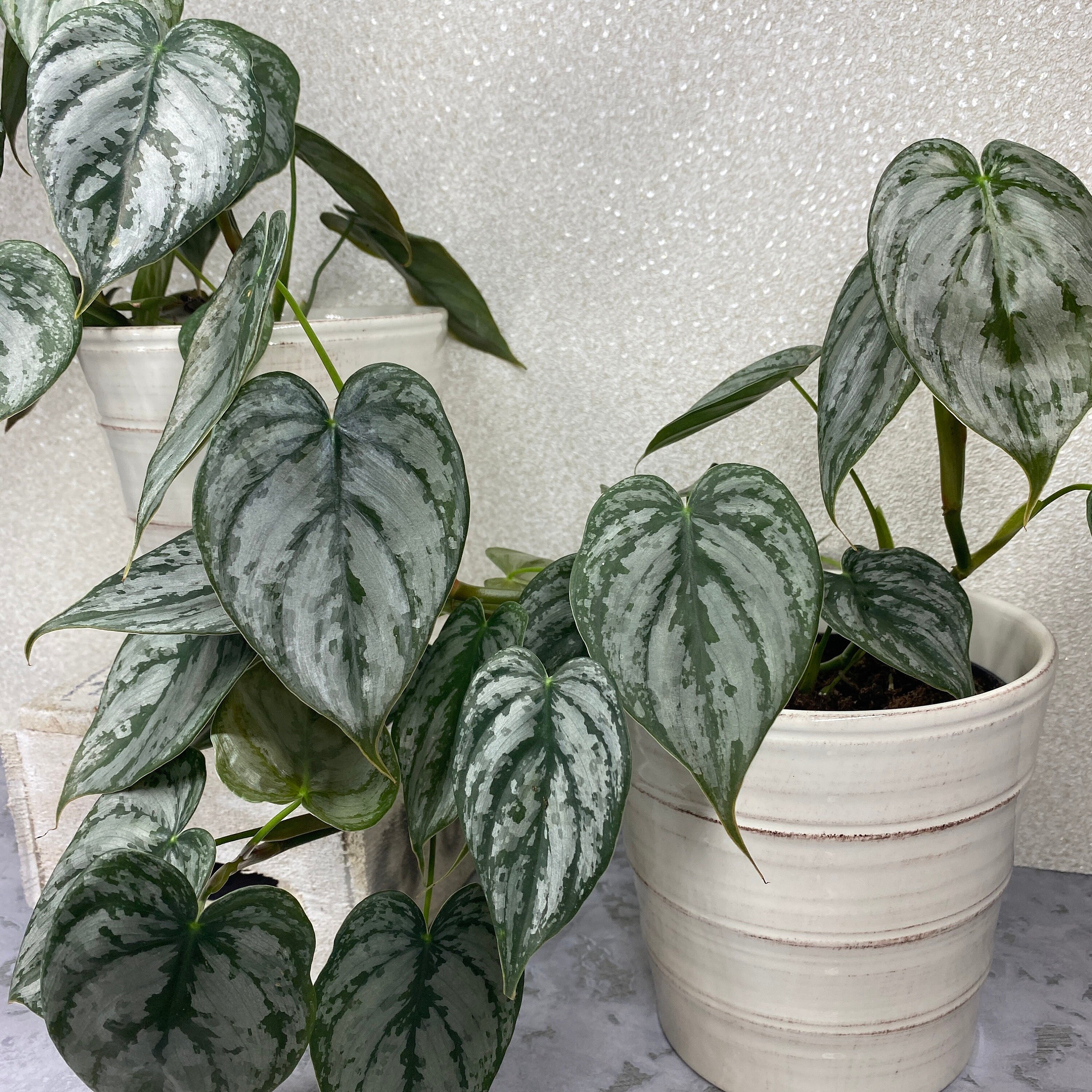 Silver Leaf Philodendron Brandtianum Rare Trailing Etsy Hong Kong