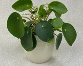 Chinese money plant - Pilea Peperomioides
