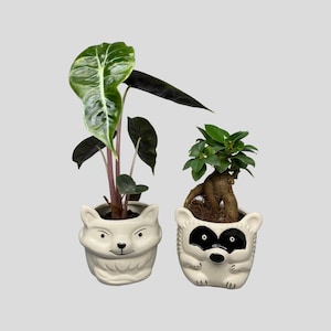 May include: Two ceramic animal planters, one shaped like a fox and the other like a raccoon, both with black eyes and white fur. The fox planter holds a green leafy plant, while the raccoon planter holds a small green bonsai tree.