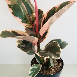 May include: A potted rubber plant with variegated leaves. The leaves are a mix of dark green, pink, and cream colours. The plant is in a black plastic pot filled with soil. The new growth is a vibrant pink colour.