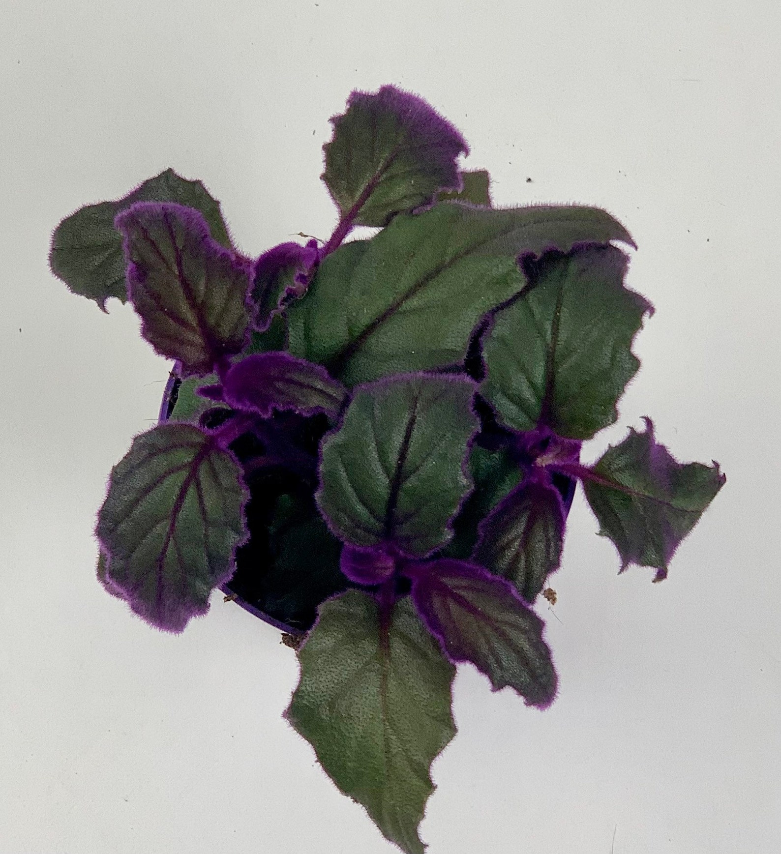 Gynura Aurantiaca Purple Velvet Purple Passion House Plant - Etsy UK