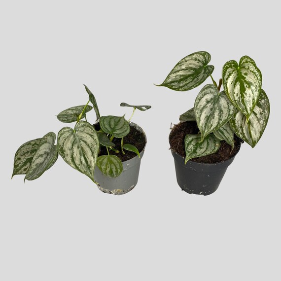 Silver Leaf Philodendron Brandtianum Rare Trailing Etsy Israel