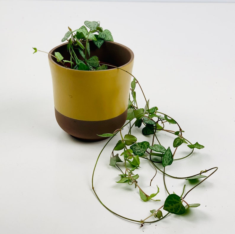 Simple Mustard Yellow / Brown Ceramic Planter / Plant Pot Etsy