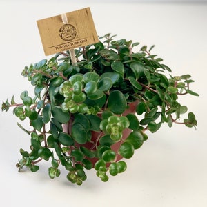 Puede incluir: Una peque&ntilde;a planta en maceta con hojas verdes y una etiqueta marr&oacute;n que dice "Tundra Tornado Sedum Makinoi".
