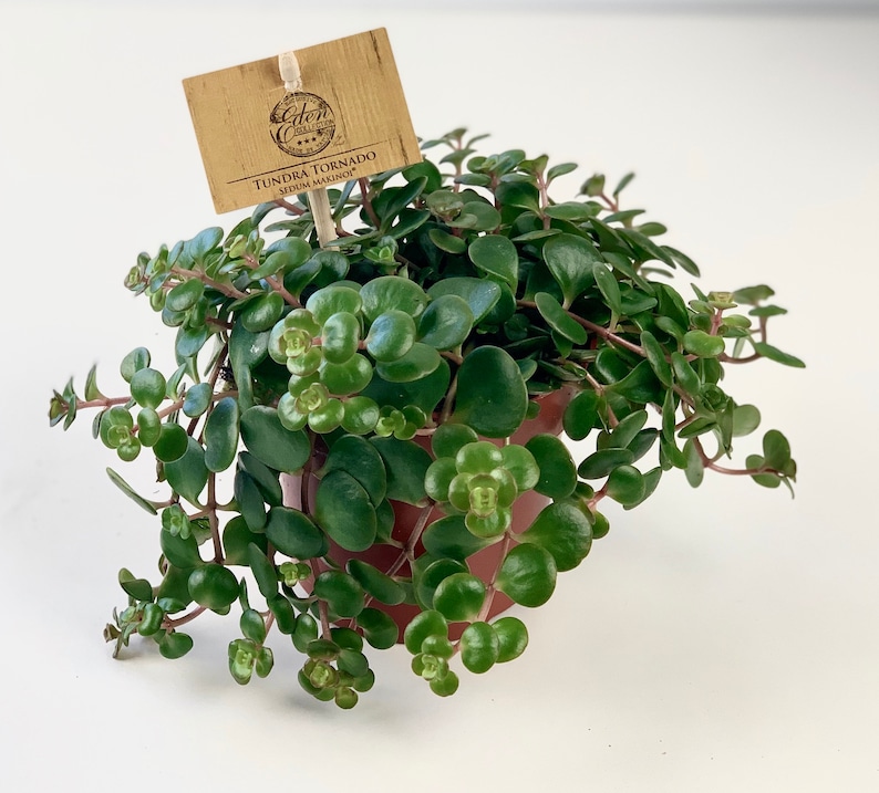 Puede incluir: Una peque&ntilde;a planta en maceta con hojas verdes y una etiqueta marr&oacute;n que dice "Tundra Tornado Sedum Makinoi".