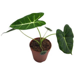 Alocasia Frydek, Alocasia Green Velvet, Rare Houseplant 12 - 21cm pot - UK stock