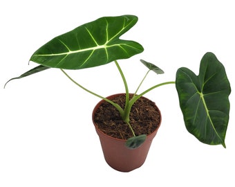 Alocasia Frydek, Alocasia Green Velvet, Rare Houseplant 6cm, 12cm - 21cm pot - UK stock