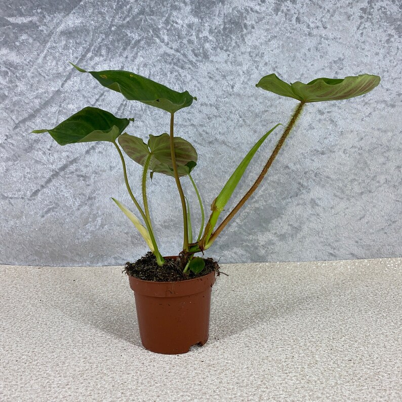 Philodendron Verrucosum VERY Rare House Plant UK Stock. Etsy UK