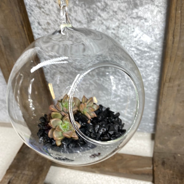 Hanging Terrarium Etsy UK
