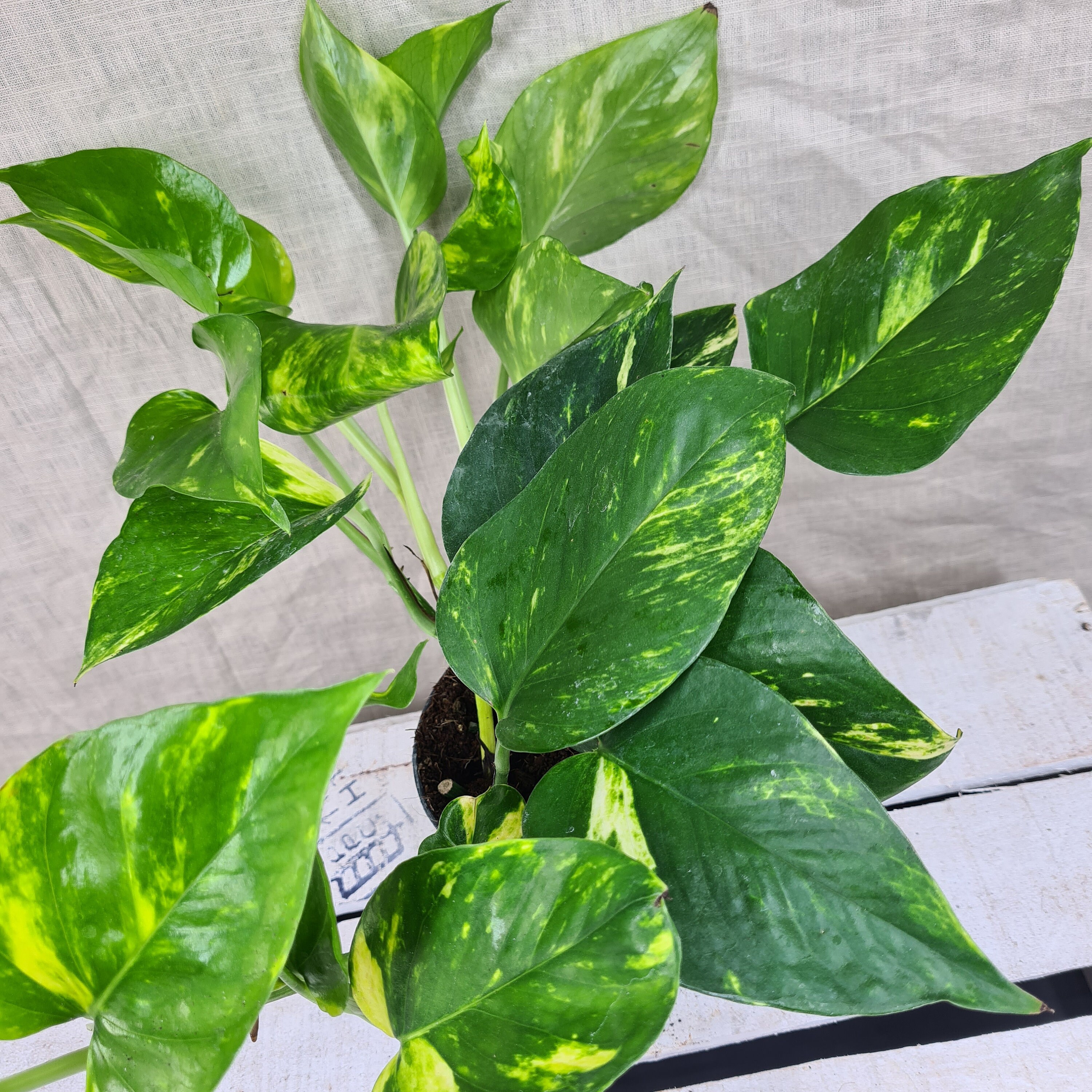 Scindapsus Aureus devils Ivy Houseplant - Etsy UK