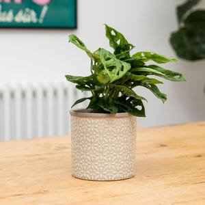 May include: A green Swiss cheese plant in a white ceramic pot with a geometric pattern. The pot is sitting on a light brown wooden surface.
