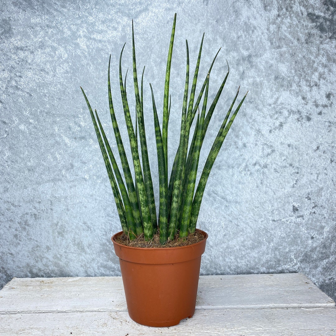snake plant silver queen Snake Plant 'Sayuri' main image 0