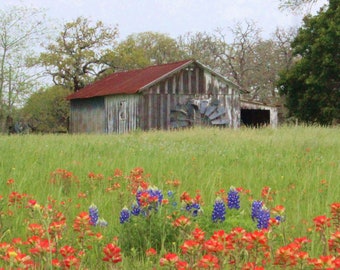 Fine Art Wooden Vintage Colorful Rustic Barn Photograph Print Landscape Bluebonnets Wildflowers Fall Wall Hanging Art Trees Gifts