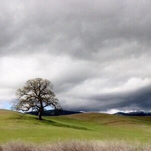 Fine Art Colorful Tree Hillside Country Landscape Photograph Print