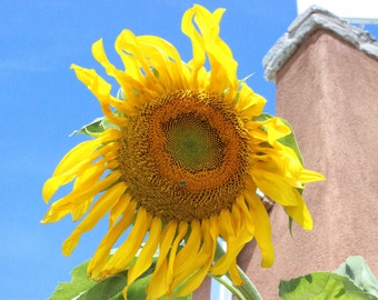 Sunflower, fine art, photograph, landscape photo, flowers, wildlife, color photography, outside picture, wall art, wall hanging, colorful