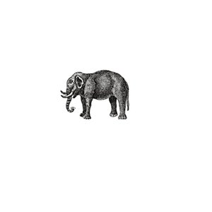 Elephant: Enclosure Card
