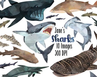 Watercolor Sharks Clipart - Shark Species Download - Instant Download - Great White - Basking - Hammerhead