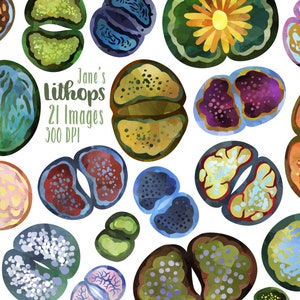 Clipart de Lithops en acuarela - Descarga instantánea de suculentas - Rocas - Cactus - Plantas del desierto - Piedras vivas - Uso comercial