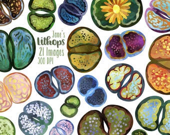 Watercolor Lithops Clipart - Succulents Download - Instant Download - Butt Rocks - Cacti - Desert Plants - Living Stones - Commercial Use