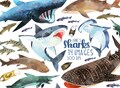 Watercolor Sharks Clipart: 14 Shark Species Images (Digital Download)