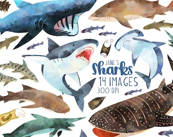 Watercolor Sharks Clipart - Shark Species Download - Instant Download - Great White - Basking - Hammerhead