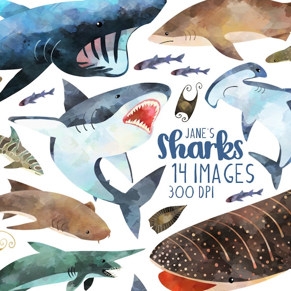 Watercolor Sharks Clipart - Shark Species Download - Instant Download - Great White - Basking - Hammerhead