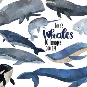 May include: A set of 10 watercolor illustrations of different types of whales, including a humpback whale, a beluga whale, a narwhal, and an orca. The illustrations are in shades of blue and gray and are set against a white background. The text "Jane's Whales 10 Images 300 DPI" is included in the image.
