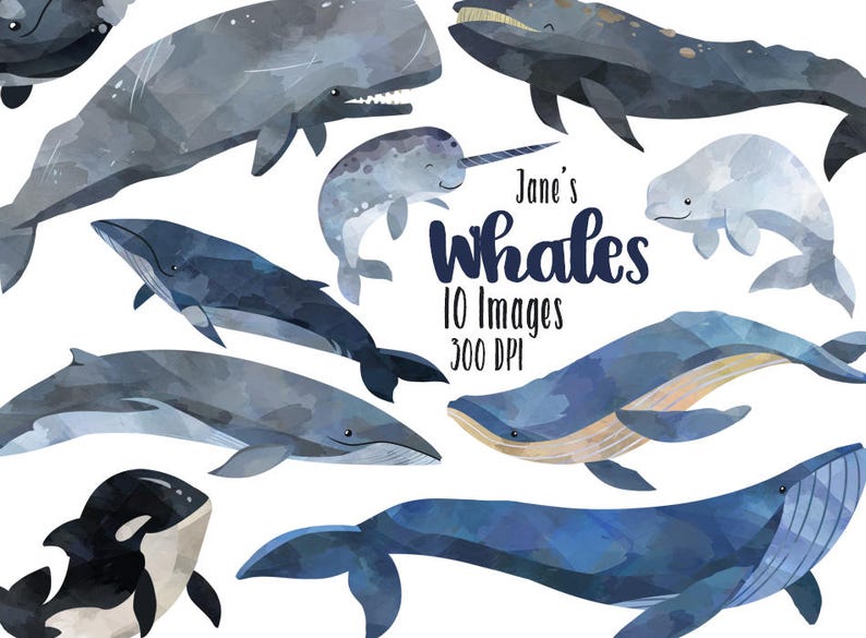 May include: A set of 10 watercolor illustrations of different types of whales, including a humpback whale, a beluga whale, a narwhal, and an orca. The illustrations are in shades of blue and gray and are set against a white background. The text "Jane's Whales 10 Images 300 DPI" is included in the image.