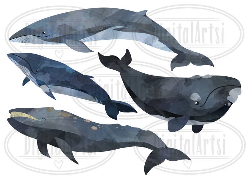 May include: Watercolor illustration of four whales in shades of blue and gray. The whales are in different poses, some swimming and some leaping out of the water. The illustration is on a white background.