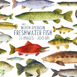 Nordamerikanischer Süßwasserfisch Clipart - Angeln Download - Sofort Download - Fischarten - Fischliebhaber - Vatertag - Muttertag