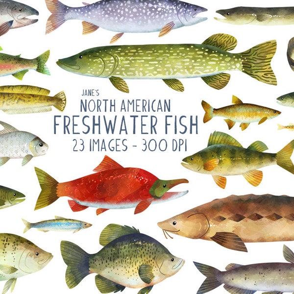 North American Freshwater Fish Clipart - Fishing Download - Instant Download - Fish Species - Fish Lovers - Father's Day - Mother's Day