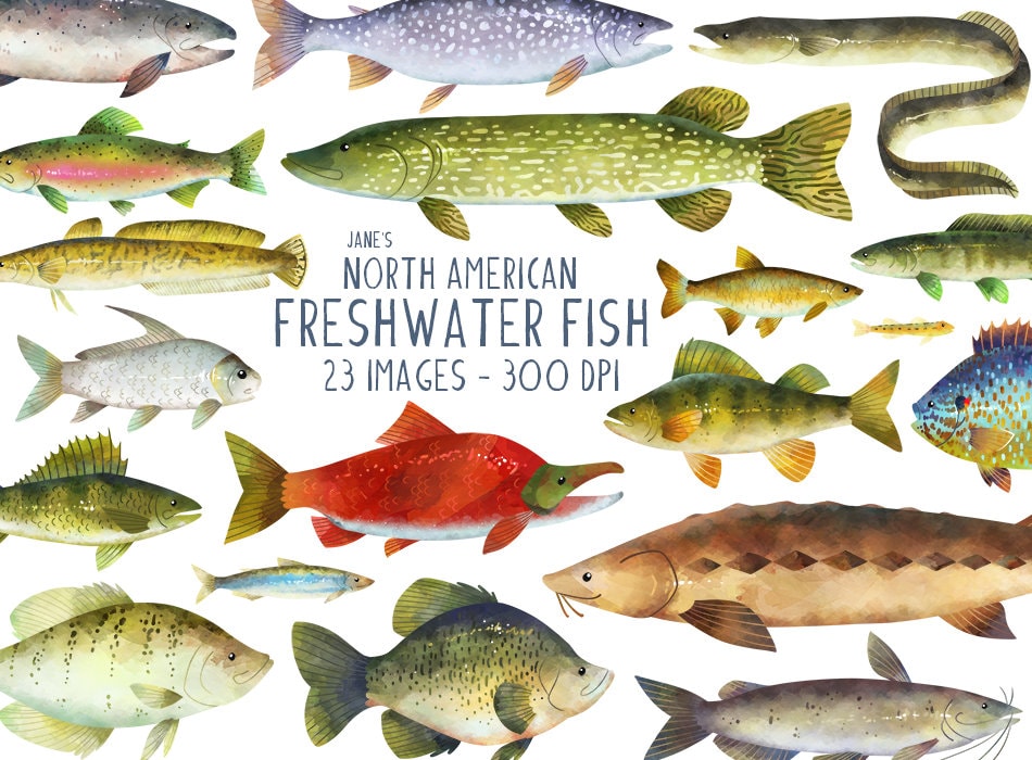 Different Types Of Freshwater Fish