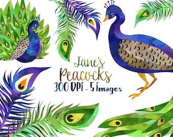 Watercolor Peacock Clipart - Cute Bird Download - Instant Download - Plumage