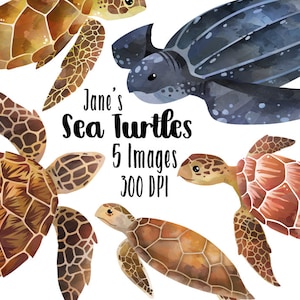 Aquarel zeeschildpadden clipart - zeeschildpadsoorten downloaden - directe download - onechte karetschildpad - lederschildpad - karetschildpad